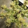 заказ семян конопли Москва Wonder Woman regular Nirvana Seeds