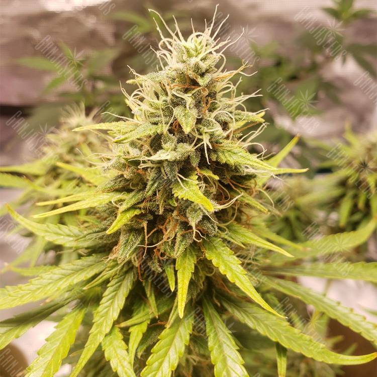 семена конопли аутдор Auto Tutankhamon feminised Pyramid Seeds семена конопли аутдор Auto Tutankhamon feminised Pyramid Seeds
