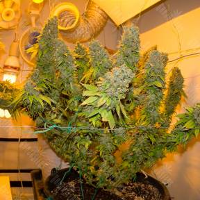 Blue Gelato 41 feminised Ganja Seeds