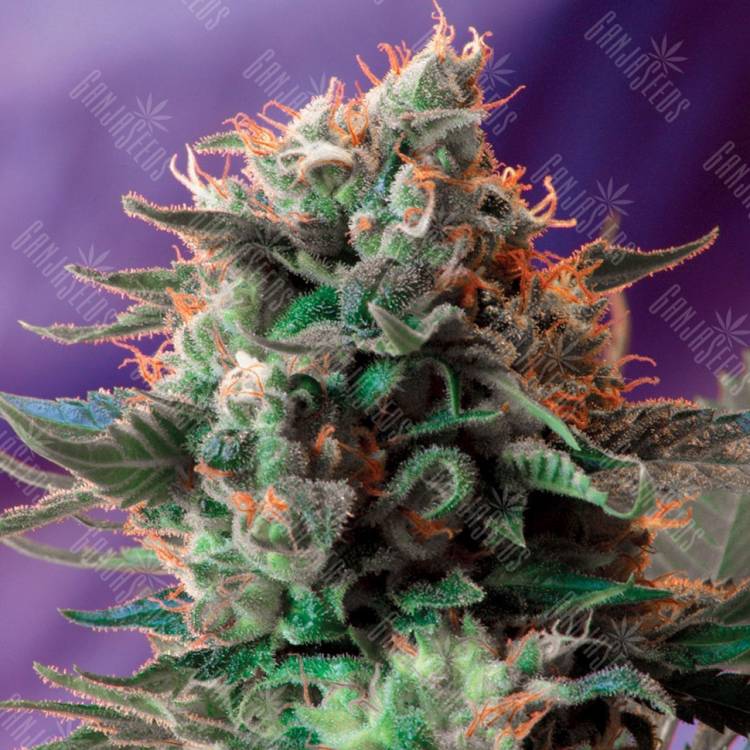 Семена марихуаны Jack 47 feminised Ganja Seeds Семена марихуаны Jack 47 feminised Ganja Seeds