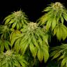Семена California Hash Plant feminised GanjaLiveSeeds заказать Семена California Hash Plant feminised GanjaLiveSeeds заказать