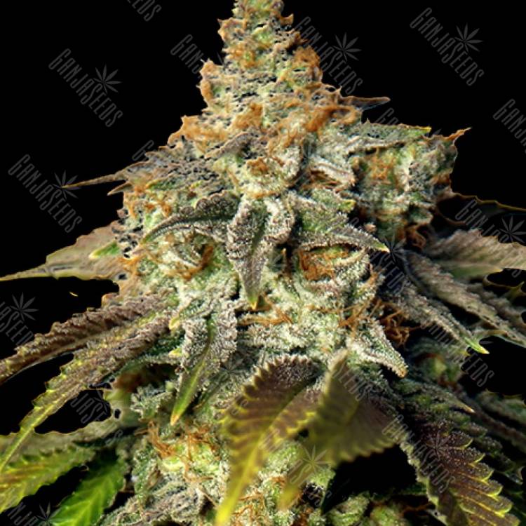 Winnie Pooh feminised Ganja Seeds Winnie Pooh feminised Ganja Seeds