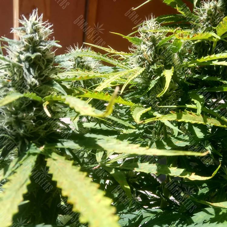 Auto Mazar feminised Dutch Passion Seeds Auto Mazar feminised Dutch Passion Seeds