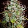 регулярные семена конопли купить Auto Kush regular регулярные семена конопли купить Auto Kush regular
