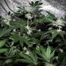 заказ семян конопли Pineapple Chunk feminised Barneys Farm