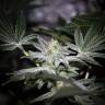 конопля семена сорта заказать Pineapple Chunk feminised Barneys Farm