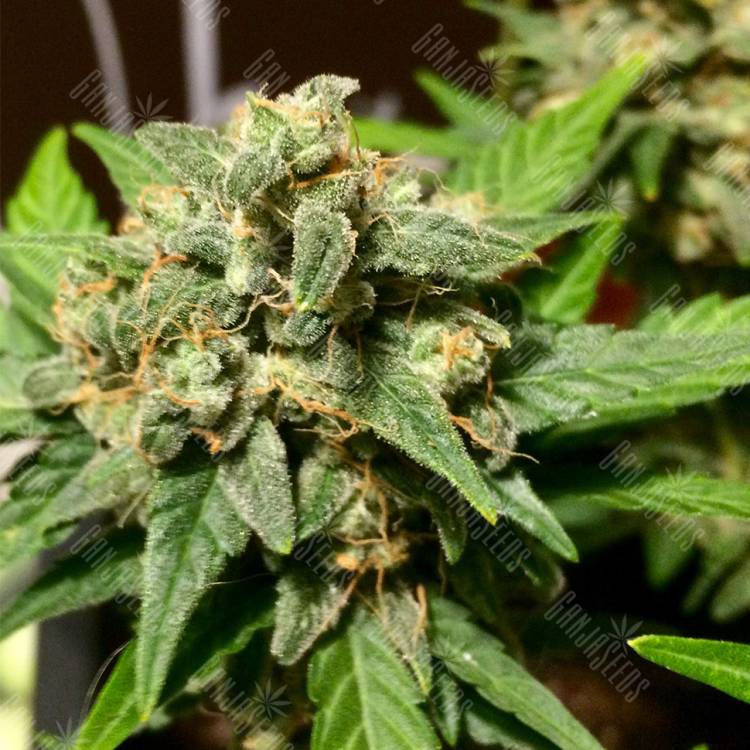 семена конопли аутдор Auto Acid feminised Paradise Seeds семена конопли аутдор Auto Acid feminised Paradise Seeds