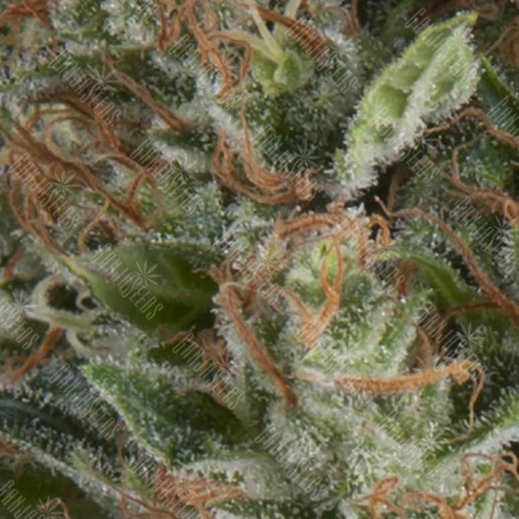 семена конопли с доставкой Auto Wembley feminised Pyramid Seeds семена конопли с доставкой Auto Wembley feminised Pyramid Seeds
