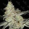Кубанский убийца feminised Ganja Seeds Кубанский убийца feminised Ganja Seeds