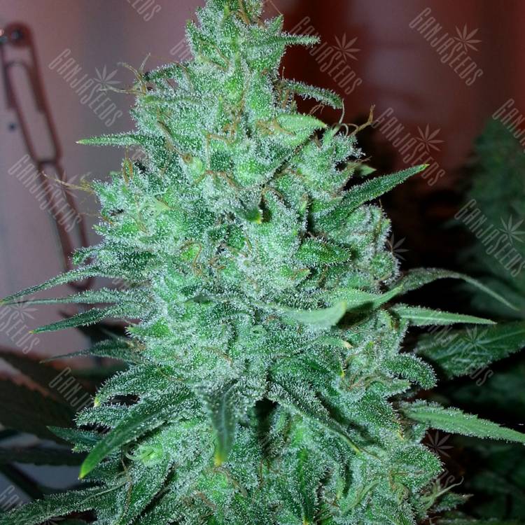 семена индийской конопли Auto White Widow CBD feminised Green House Seeds семена индийской конопли Auto White Widow CBD feminised Green House Seeds