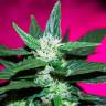 заказать качественные семена конопли Auto Dr. Greenthumb's Dedoverde Haze feminised Humboldt Seeds