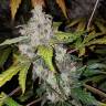 семена индийской конопли Auto White Widow feminised Pyramid Seeds семена индийской конопли Auto White Widow feminised Pyramid Seeds
