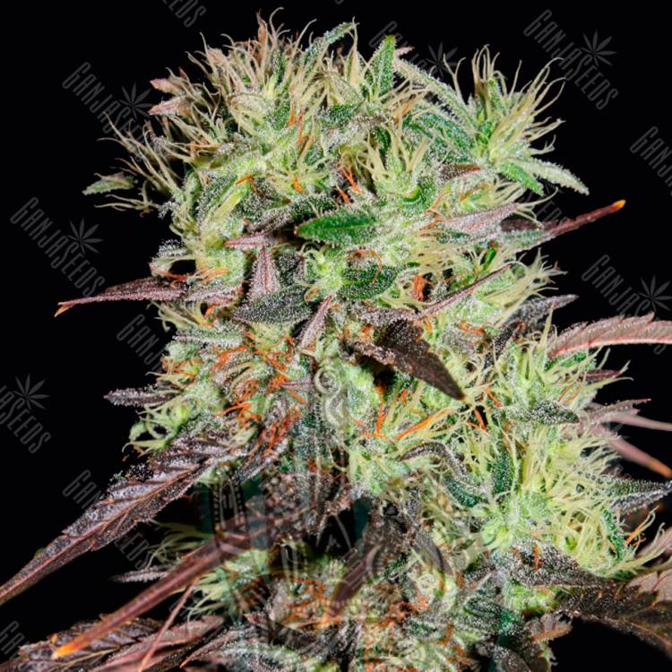 Семена конопли автоцветущих сортов Auto Afghani №1 feminised Ganja Seeds Семена конопли автоцветущих сортов Auto Afghani №1 feminised Ganja Seeds