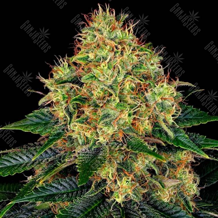 Семена Auto Skywalker feminised Ganja Seeds Семена Auto Skywalker feminised Ganja Seeds