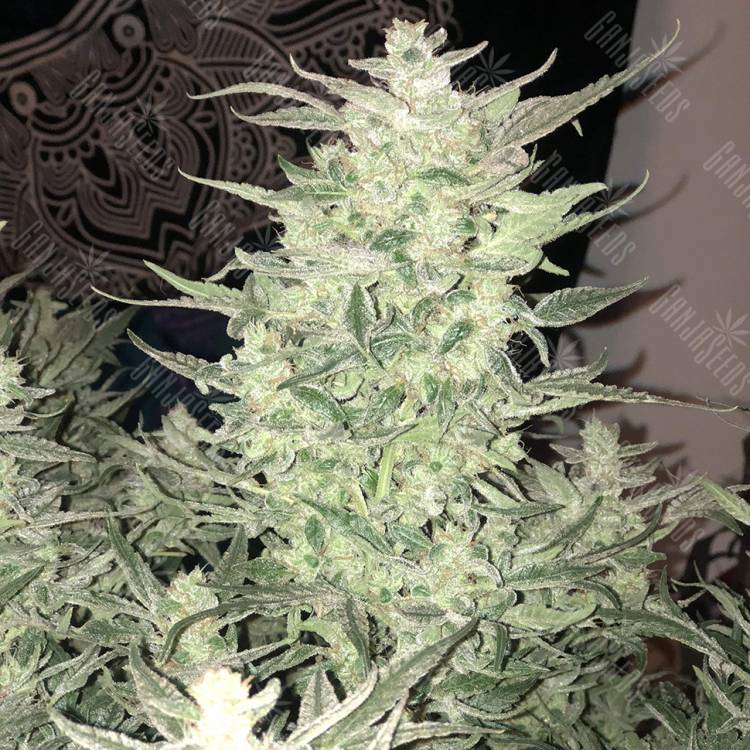 семена конопли феминизированные Auto Bomb feminised семена конопли феминизированные Auto Bomb feminised
