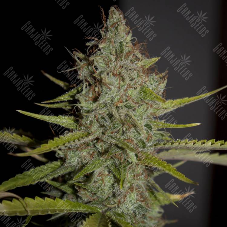 семена конопли в России Himalaya Gold feminised Green House Seeds семена конопли в России Himalaya Gold feminised Green House Seeds