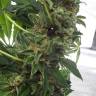 семена конопли сорта сатива Himalaya Gold feminised Green House Seeds