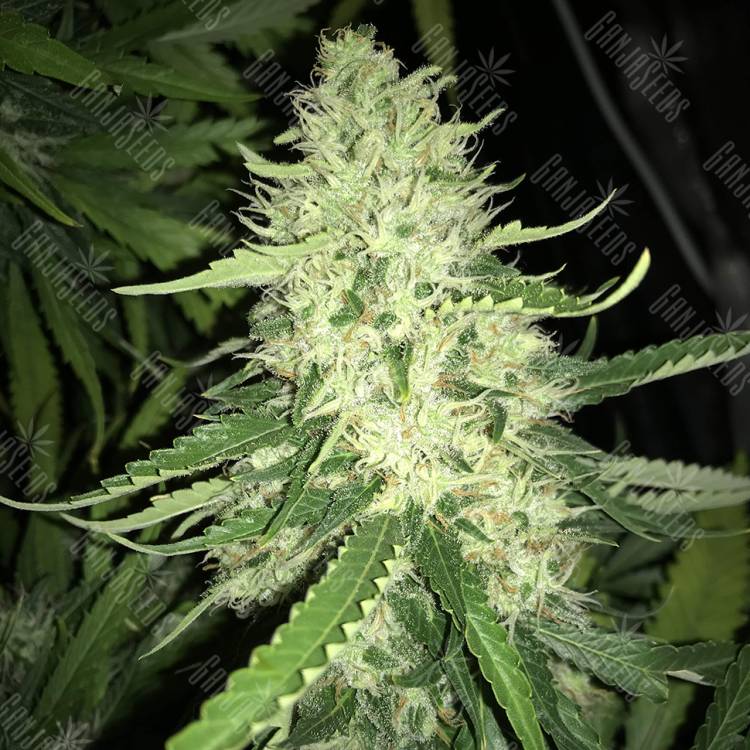 семена культурной конопли купить Turpan feminised Bang Seeds семена культурной конопли купить Turpan feminised Bang Seeds