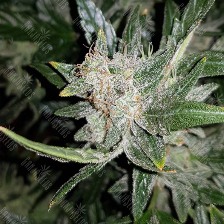 конопля семена сорта заказать Auto Lemon Juice Express feminised Humboldt Seeds конопля семена сорта заказать Auto Lemon Juice Express feminised Humboldt Seeds