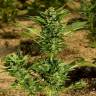 качественные семена конопли Automaria II feminised Paradise Seeds