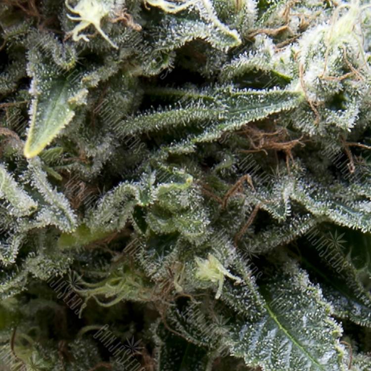 семена конопли интернет магазин Auto New York City CBD feminised Pyramid Seeds семена конопли интернет магазин Auto New York City CBD feminised Pyramid Seeds
