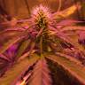 семена конопли для выращивания Amnesia Haze feminised Royal Queen семена конопли для выращивания Amnesia Haze feminised Royal Queen