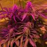 семена конопли элитных сортов Amnesia Haze feminised Royal Queen семена конопли элитных сортов Amnesia Haze feminised Royal Queen