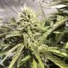 семена конопли в интернете Amnesia Haze feminised Royal Queen семена конопли в интернете Amnesia Haze feminised Royal Queen