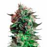 Семена каннабиса Jack 47 feminised Ganja Seeds Fast Version Семена каннабиса Jack 47 feminised Ganja Seeds Fast Version