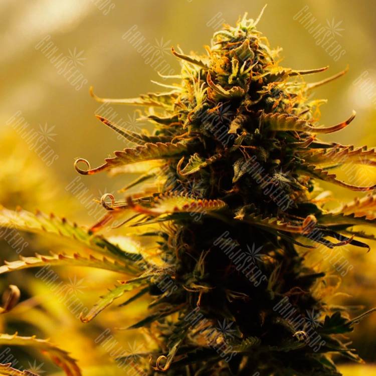 Семена конопли Jack 47 feminised Ganja Seeds Fast Version Семена конопли Jack 47 feminised Ganja Seeds Fast Version