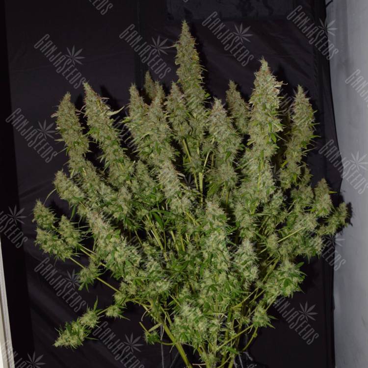 семена конопли наложенным платежом Auto Big Bud feminised семена конопли наложенным платежом Auto Big Bud feminised
