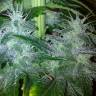 Satori regular Ganja Seeds