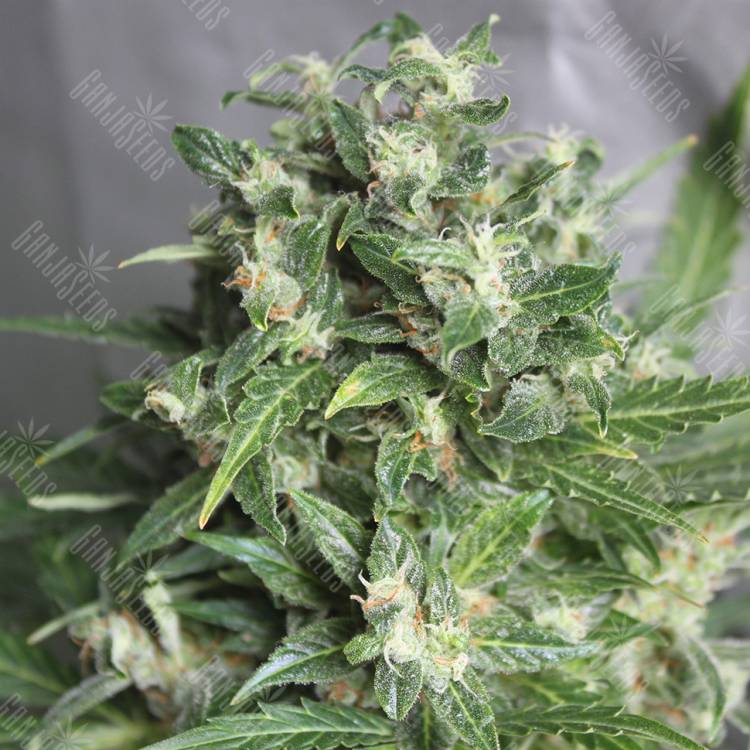 Auto AK 47 feminised Breeders Community Seeds Auto AK 47 feminised Breeders Community Seeds