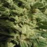 Auto AK 47 feminised Breeders Community Seeds Auto AK 47 feminised Breeders Community Seeds