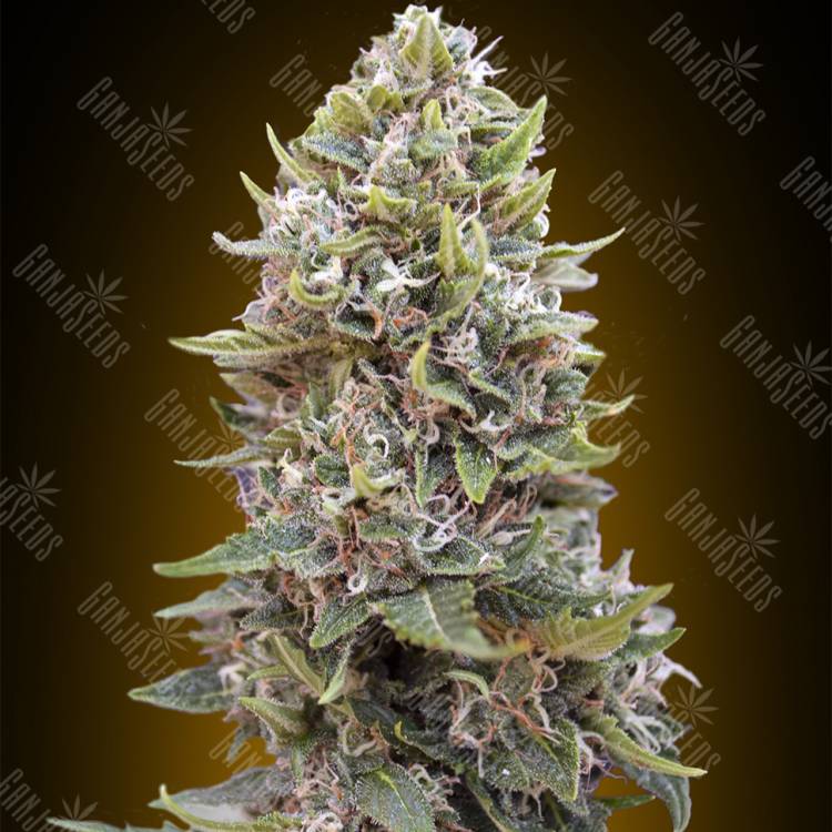 семена конопли для курения Auto Hashchis Berry feminised 00 Seeds семена конопли для курения Auto Hashchis Berry feminised 00 Seeds