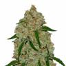 семена конопли гидропоники Phantom OG feminised Barneys Farm семена конопли гидропоники Phantom OG feminised Barneys Farm