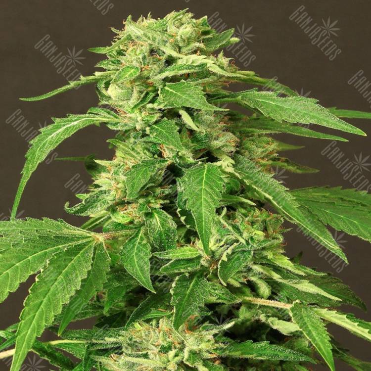 заказ семян конопли Exotic Thai feminised Exotic Seed заказ семян конопли Exotic Thai feminised Exotic Seed