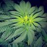 где заказать семена конопли мExotic Thai feminised Exotic Seed где заказать семена конопли мExotic Thai feminised Exotic Seed