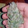 семена конопли для выращивания Auto Lost Coast Skunk feminised Humboldt Seeds семена конопли для выращивания Auto Lost Coast Skunk feminised Humboldt Seeds