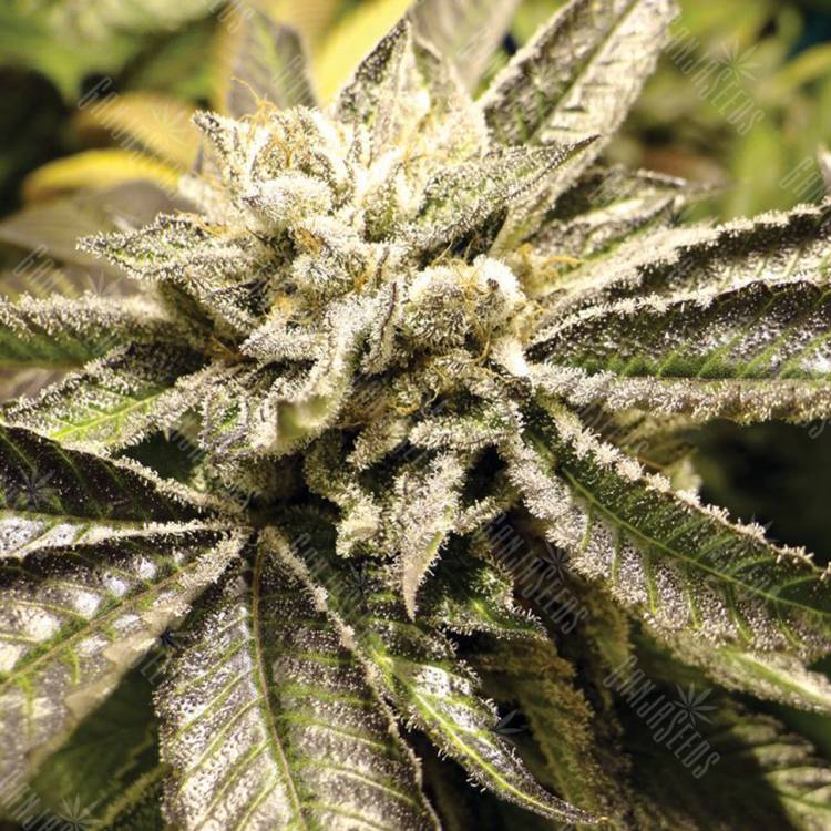 купить семена конопли Canadian Kush 2.0 feminised Medical Seeds купить семена конопли Canadian Kush 2.0 feminised Medical Seeds