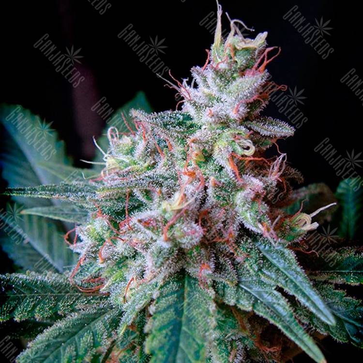 Семена конопли Cream Caramel feminised Ganja Seeds Fast Version Семена конопли Cream Caramel feminised Ganja Seeds Fast Version