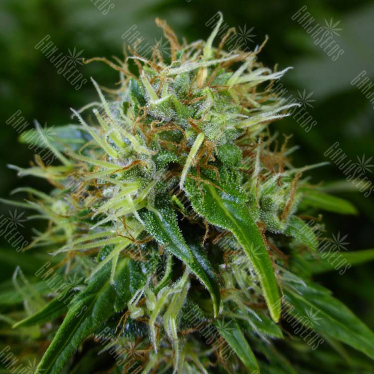 семена конопли аутдор Auto Lowryder feminised семена конопли аутдор Auto Lowryder feminised