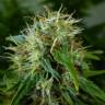 семена конопли аутдор Auto Lowryder feminised семена конопли аутдор Auto Lowryder feminised