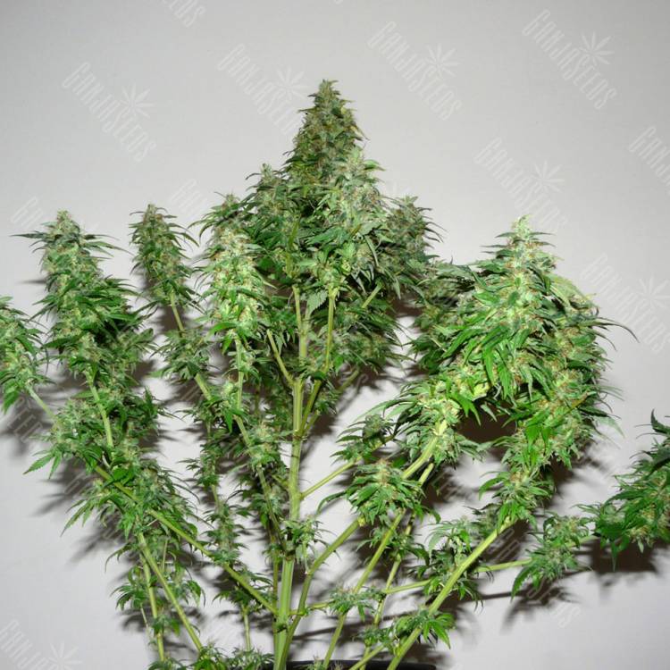 семена конопли скороспелый купить Big Bang feminised Green House Seeds семена конопли скороспелый купить Big Bang feminised Green House Seeds