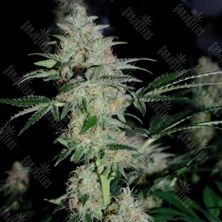 Auto White Widow feminised Dutch Passion Seeds Auto White Widow feminised Dutch Passion Seeds