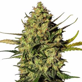 Ungurtas feminised Bang Seeds