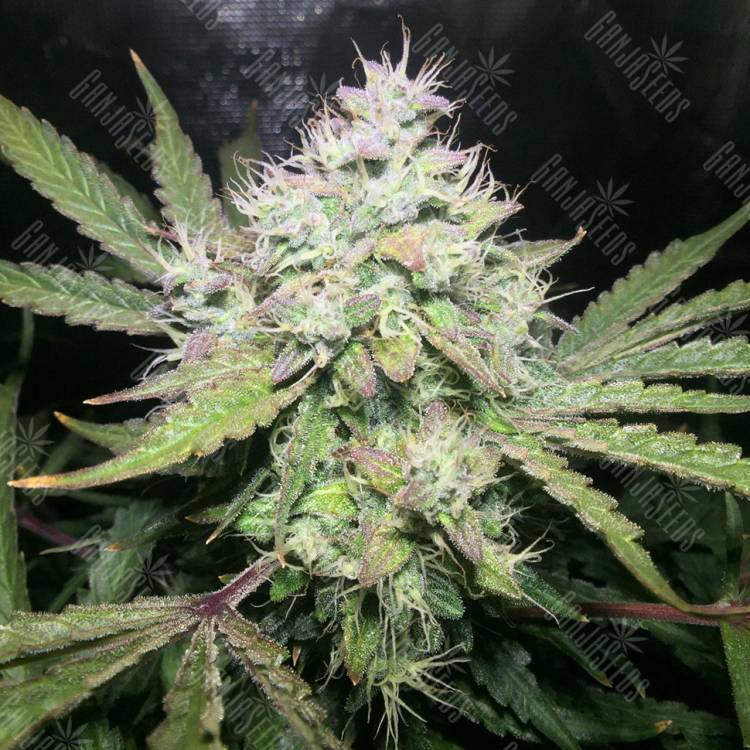 семена конопли марихуаны Auto OG Kush feminised Humboldt Seeds семена конопли марихуаны Auto OG Kush feminised Humboldt Seeds