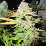семена конопли Россия Devil Fruit feminised Medical Seeds