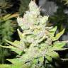 заказ семян конопли Спб Devil Fruit feminised Medical Seeds