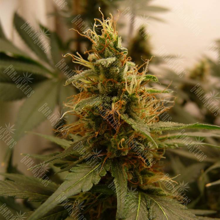 семена конопли в фирменной упаковке Blue Mystic feminised Royal Queen семена конопли в фирменной упаковке Blue Mystic feminised Royal Queen